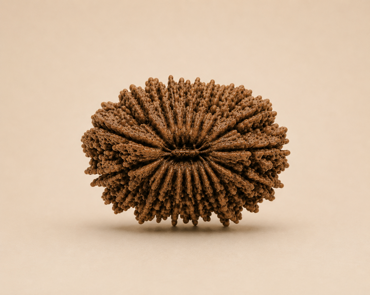 20 Mukhi Rudraksha (Nepal Origin)